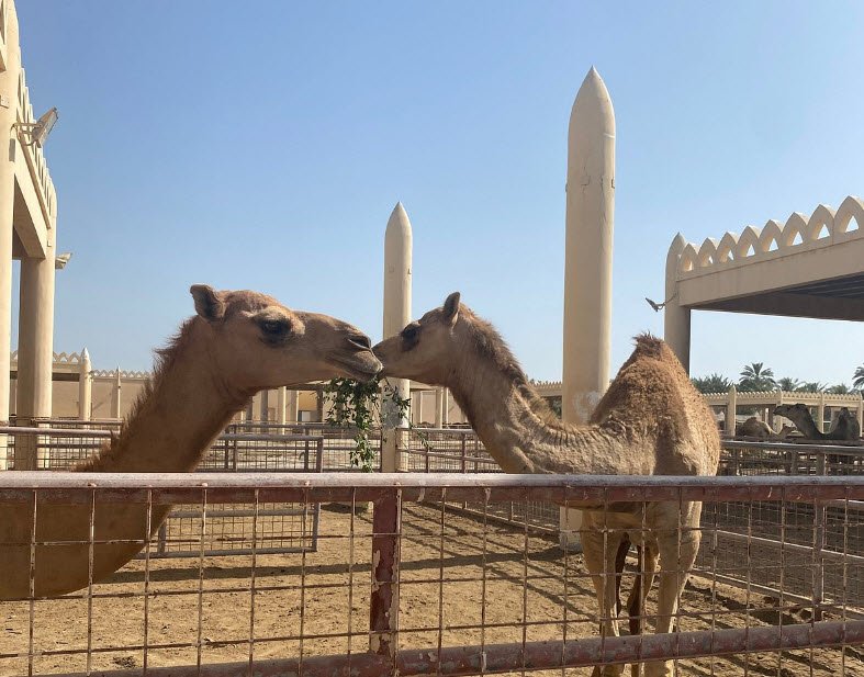 Royal Camel Farm, Janabiya, Northern Governorate, Bahrain